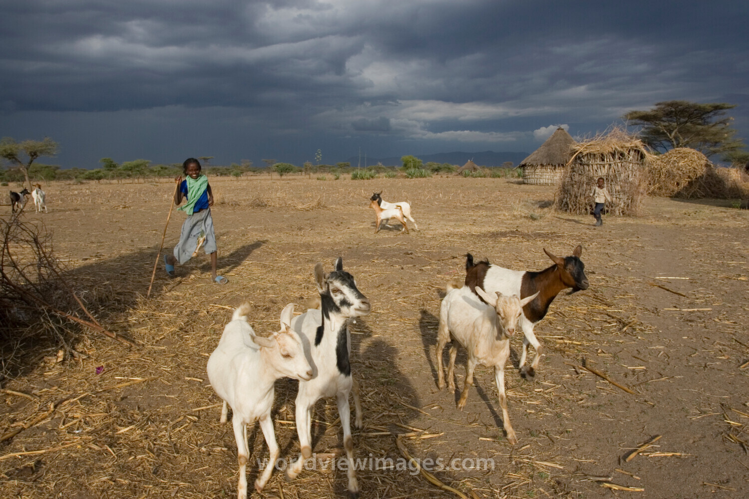 Watching the family Goats