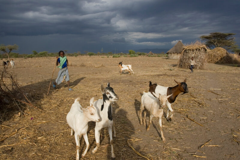 Watching the family Goats — Young African girl tends to her family's livestock, as part of her after school chores — Ethiopia, Africa, African, Africans, Eth...