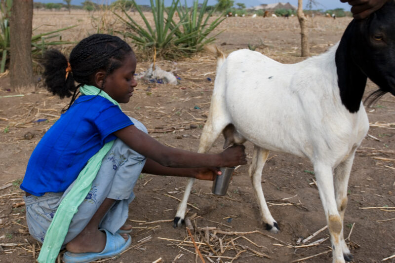 Milking a Goat in Africa — Girl milks a goat on her farm in Ethiopia — Ethiopia, Africa, African, Africans, Ethiopian