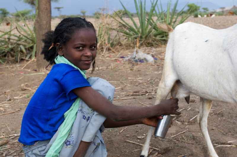 Milking a Goat in Africa — Girl milks a goat on her farm in Ethiopia — Ethiopia, Africa, African, Africans, Ethiopian