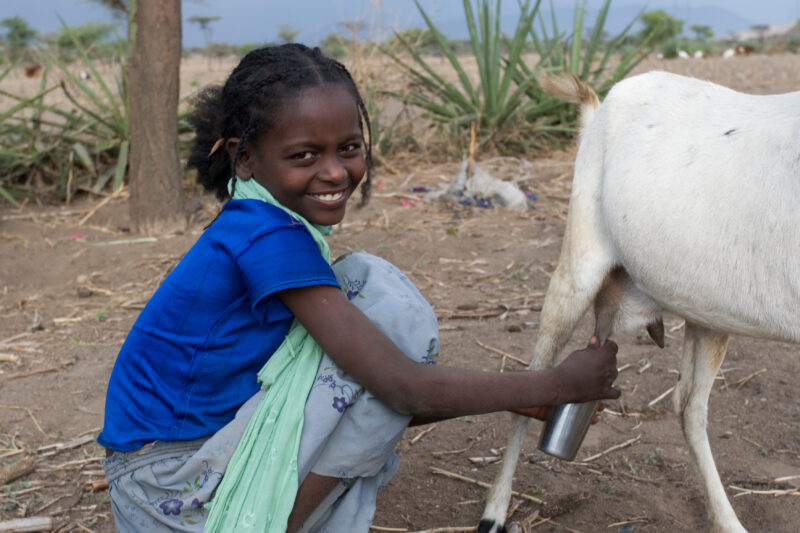 Milking a Goat in Africa — Girl milks a goat on her farm in Ethiopia — Ethiopia, Africa, African, Africans, Ethiopian