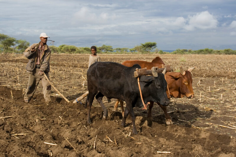 Farm in Ethiopia — Man plows his field in the old traditional way with oxen and hand plow, in preporation for planting, in a remote village in Ethiopia. — Et...