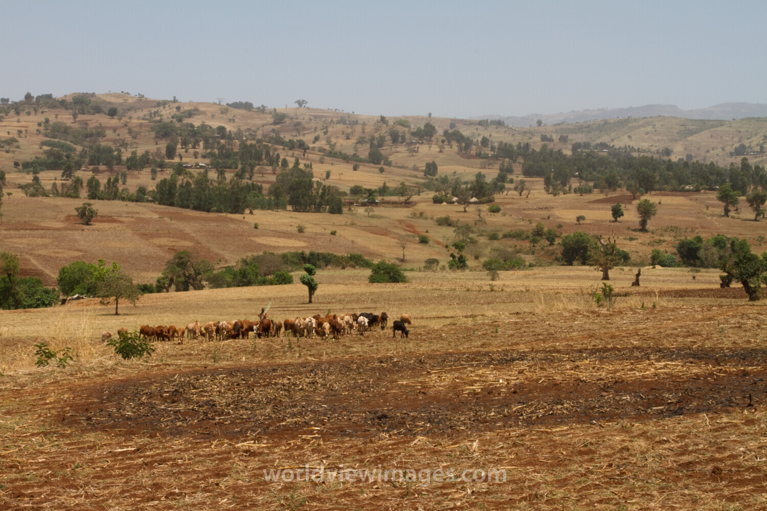 Farmland in Ethiopia