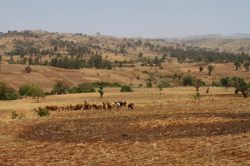 Farmland in Ethiopia — Ethiopia, Africa, African, Africans, Ethiopian