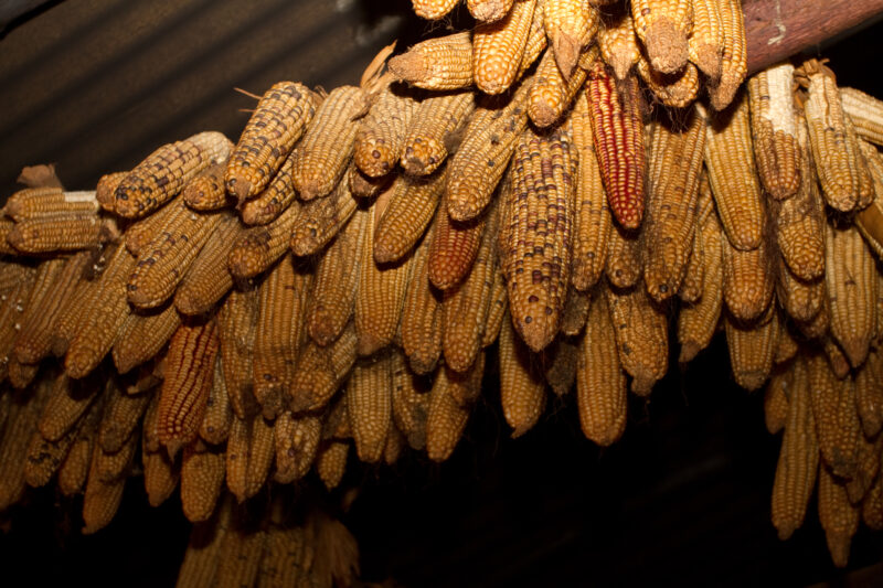 Dried Corn on the Cog — Stock Image of corn hanging from ceiling rafter at a home in rural Ethiopia — Ethiopia, Africa, African, Africans, Ethiopian