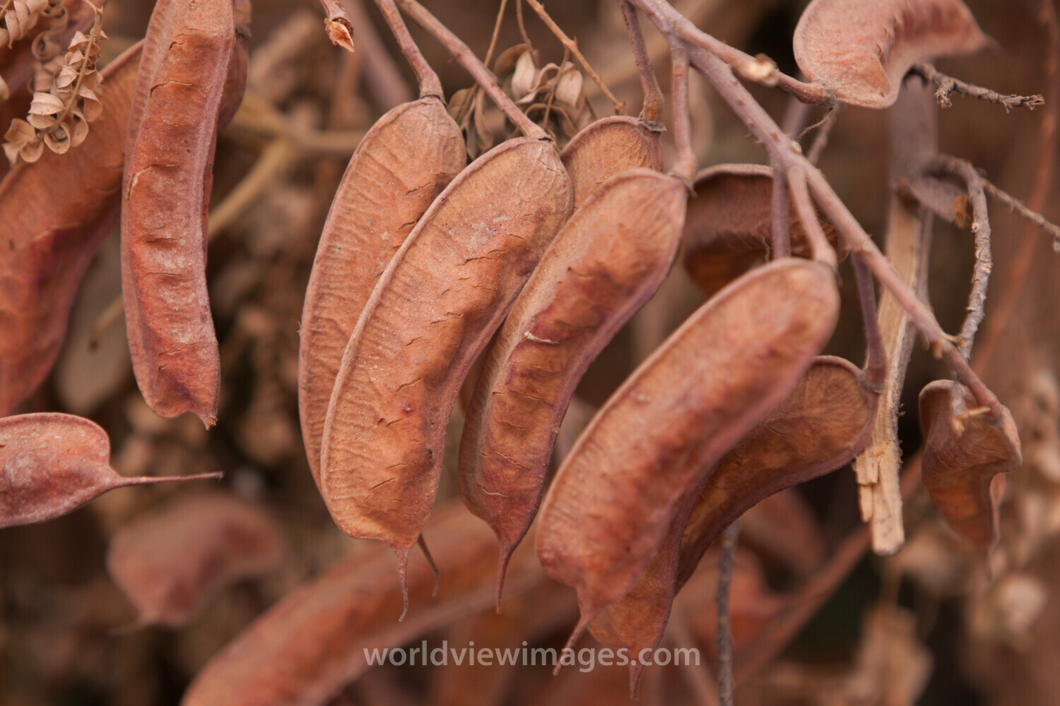 Seeds in Pod