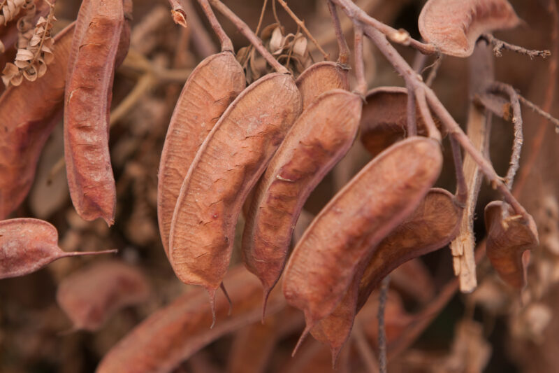 Seeds in Pod — Saving Seeds for Next Year's Crop — Ethiopia, Africa, African, Africans, Ethiopian
