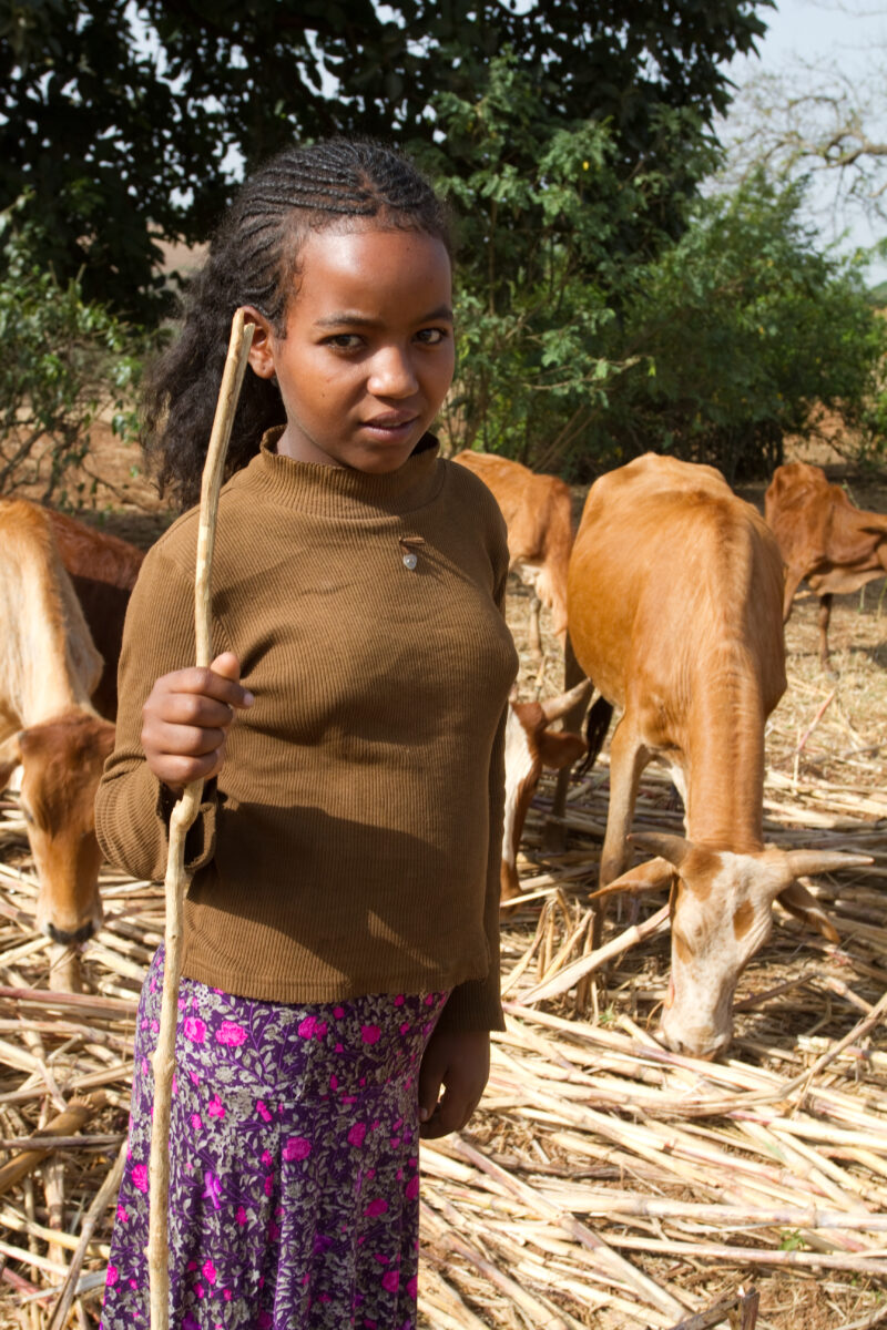 Watching the Cows inEthiopia — Stock image of a girl in Ethiopia taking her turn to watch the cows that her family herds for other villagers in exchange for ...