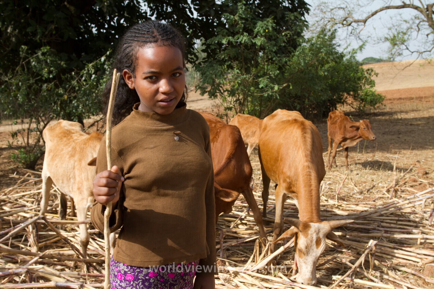 Watching the Cows inEthiopia