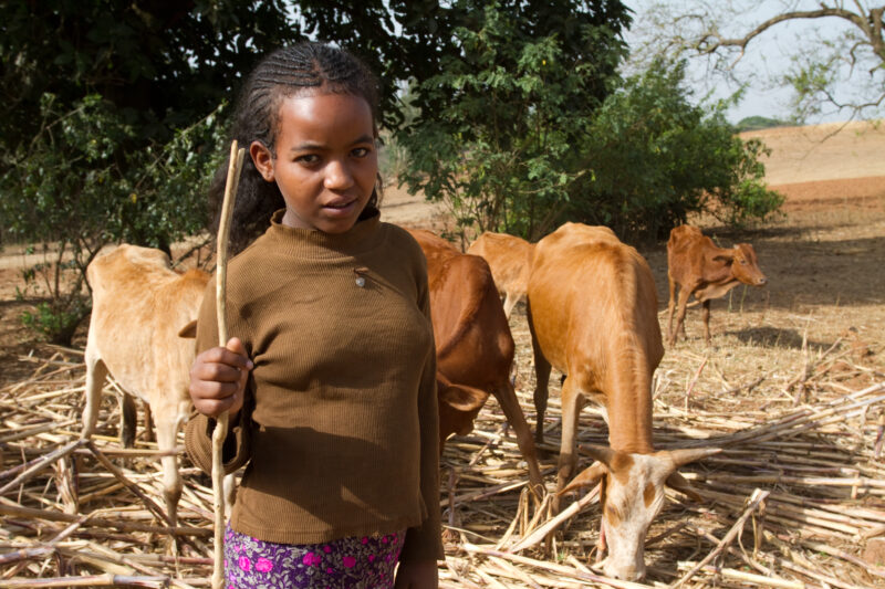 Watching the Cows inEthiopia — Stock image of a girl in Ethiopia taking her turn to watch the cows that her family herds for other villagers in exchange for ...
