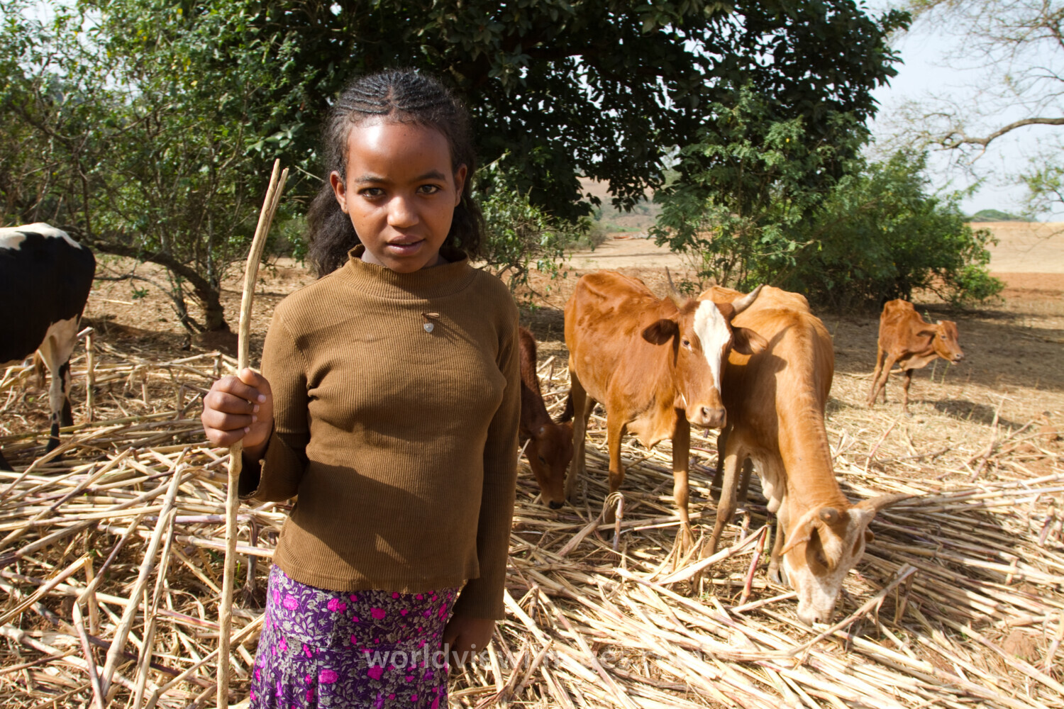 Watching the Cows inEthiopia