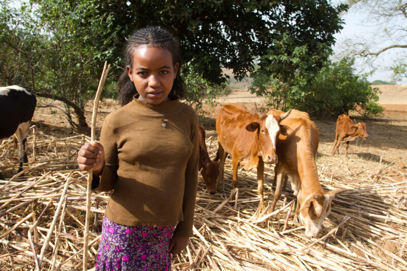 Watching the Cows inEthiopia — Stock image of a girl in Ethiopia taking her turn to watch the cows that her family herds for other villagers in exchange for ...