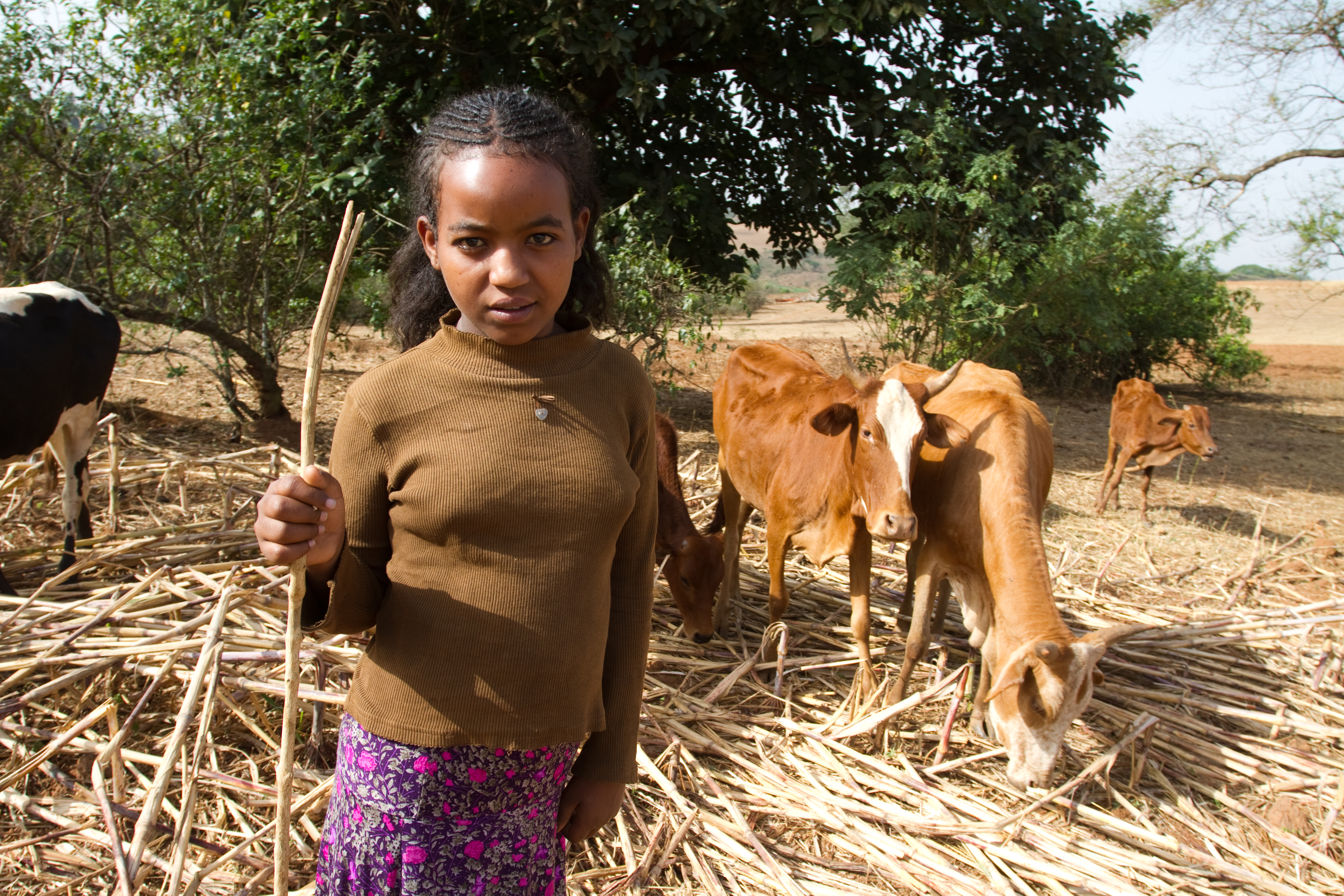 Watching the Cows inEthiopia