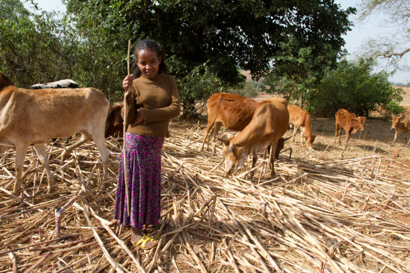 Watching the Cows inEthiopia — Stock image of a girl in Ethiopia taking her turn to watch the cows that her family herds for other villagers in exchange for ...