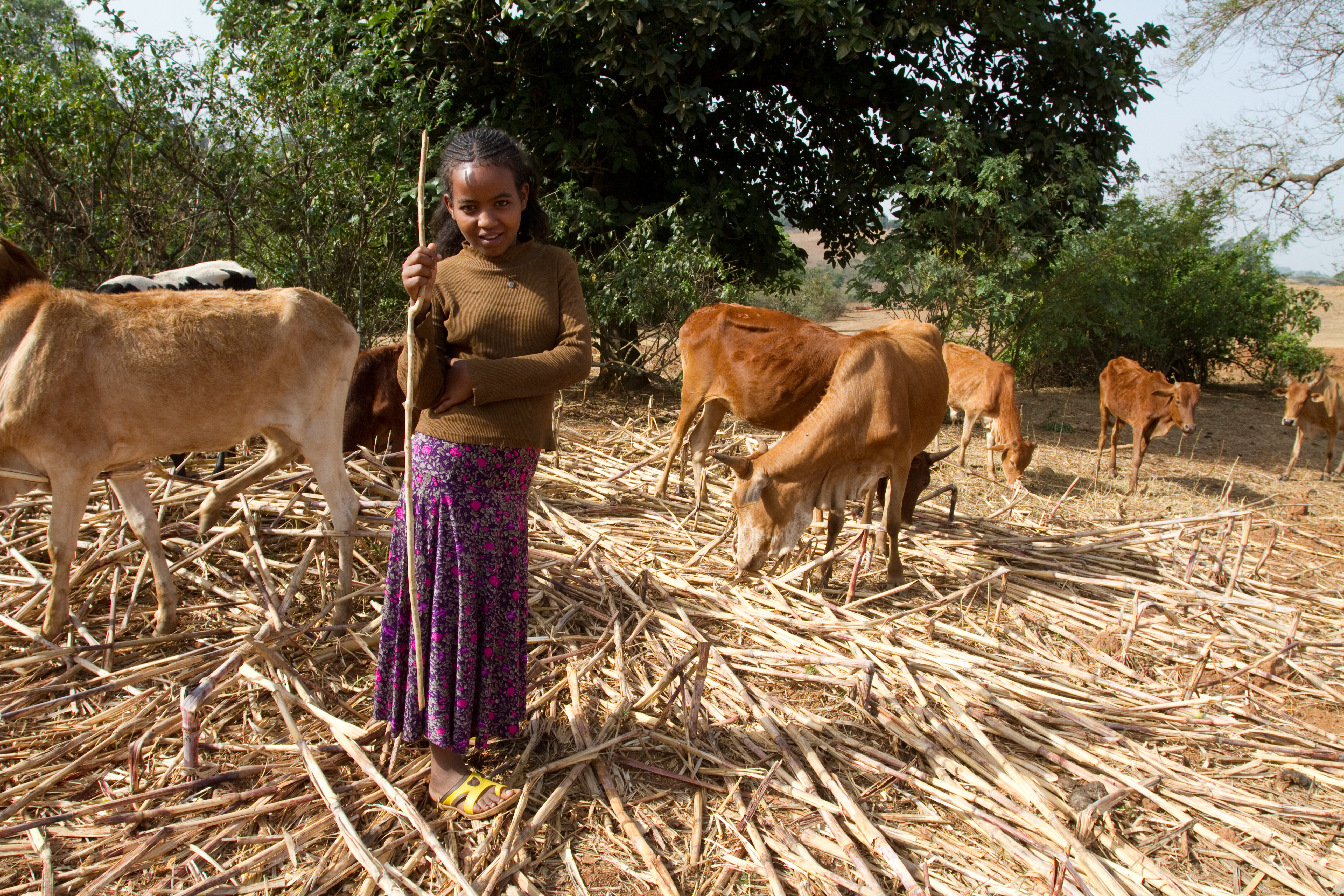Watching the Cows inEthiopia