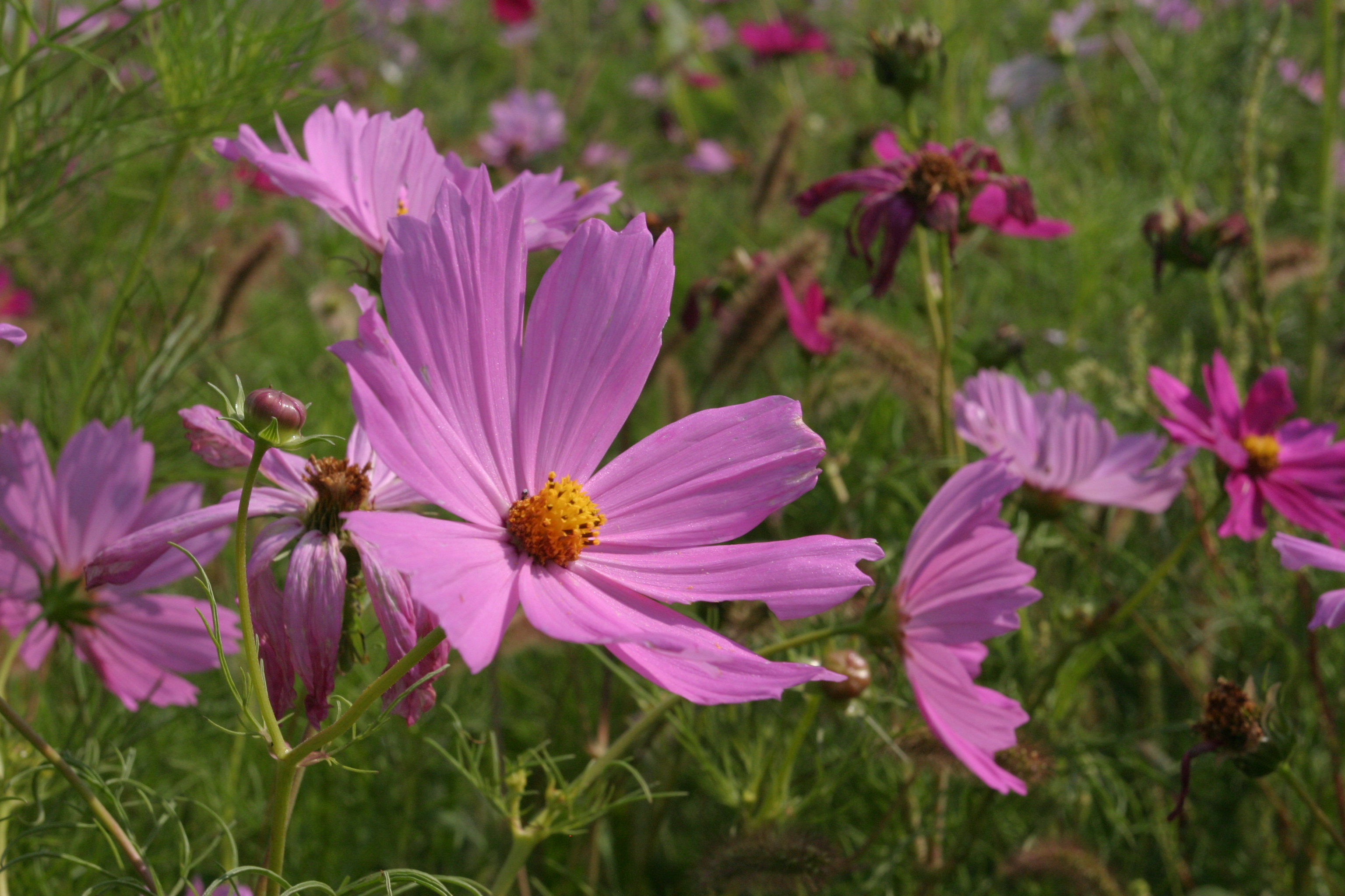 Floweres of the World