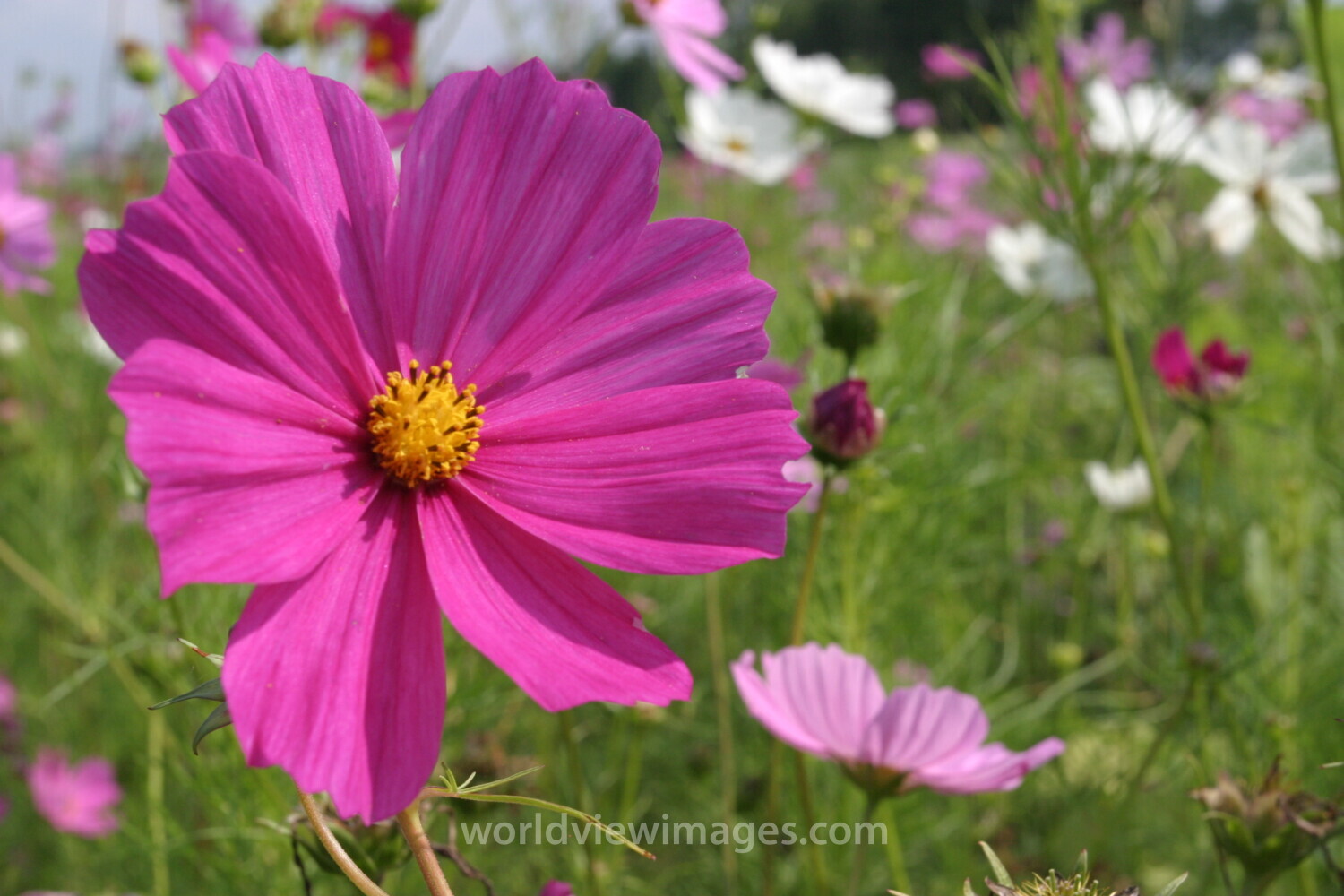 Floweres of the World