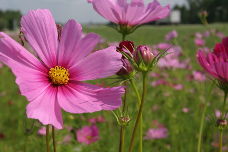 Floweres of the World — Flowers, nature, scenic, flora