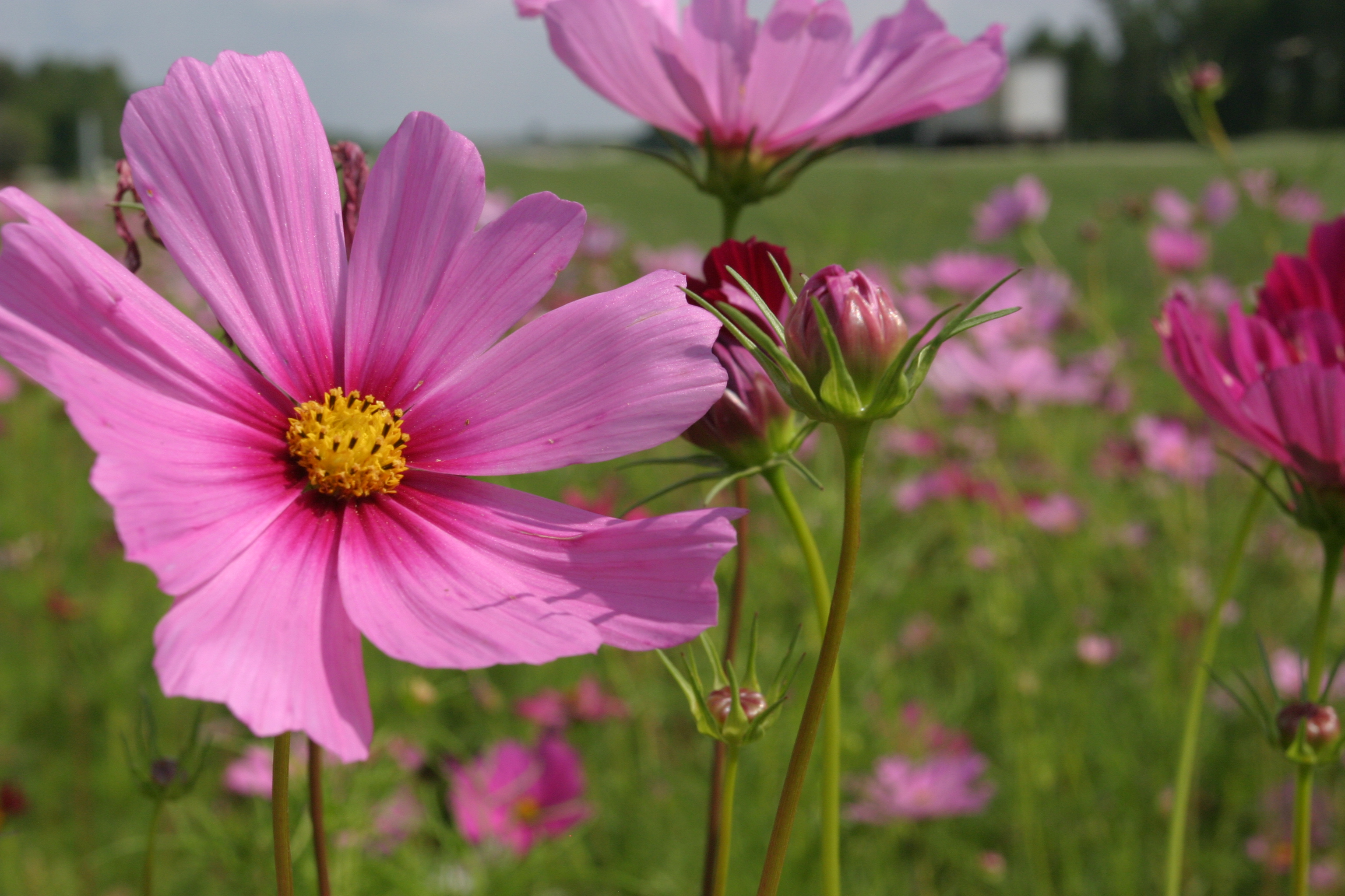 Floweres of the World