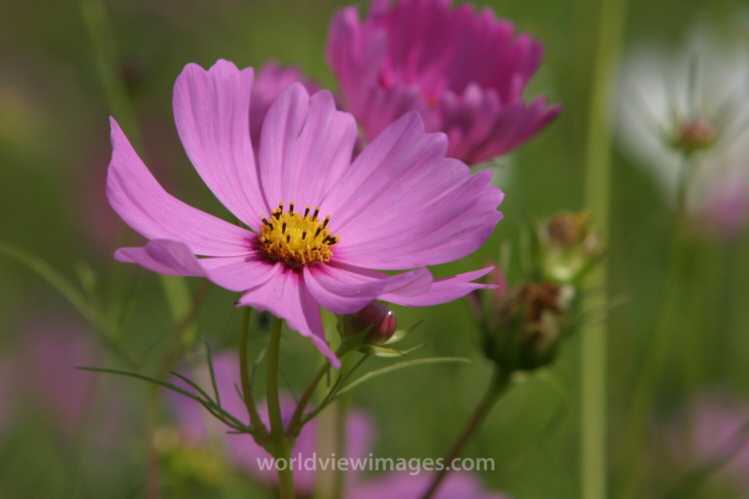 Floweres of the World