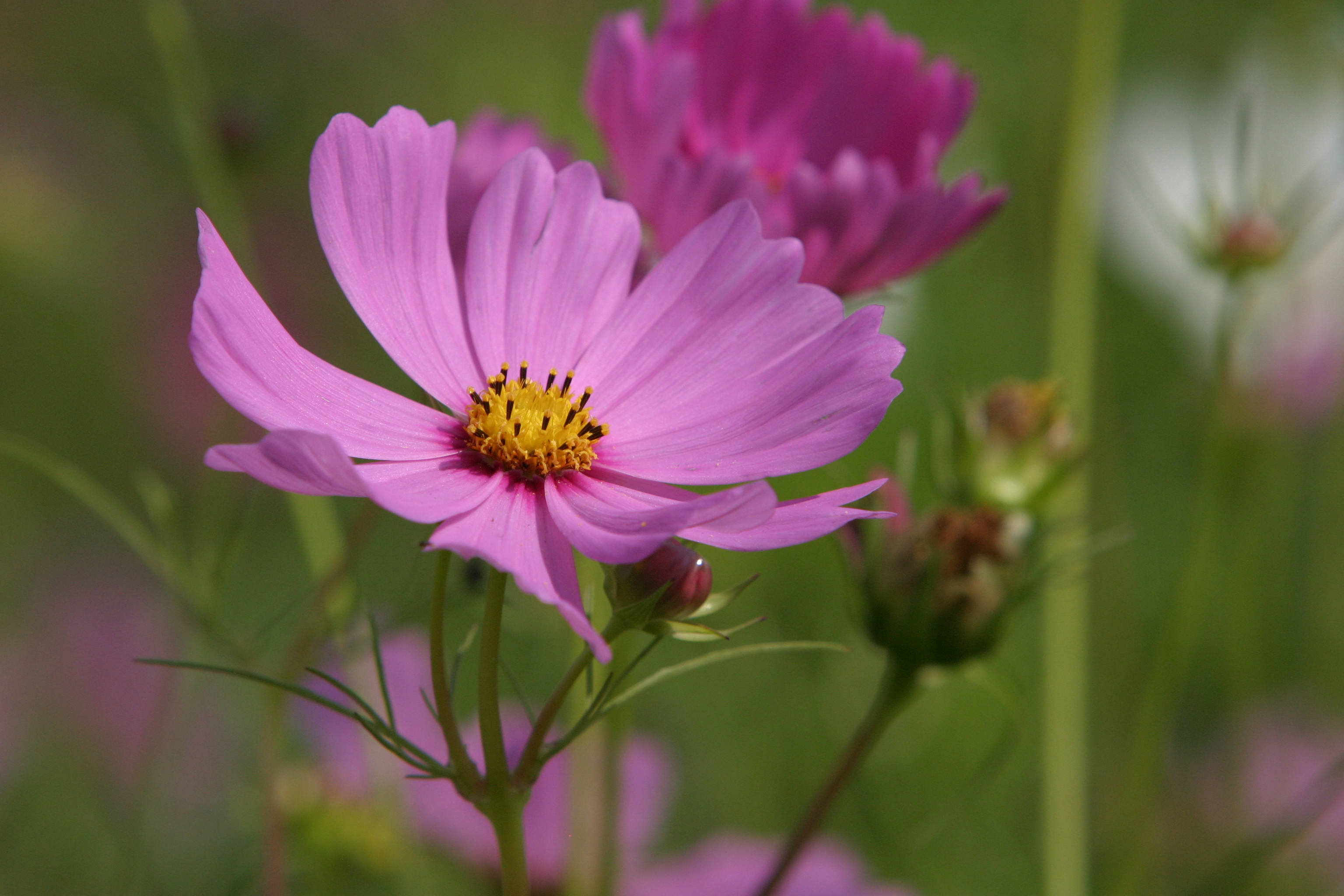 Floweres of the World