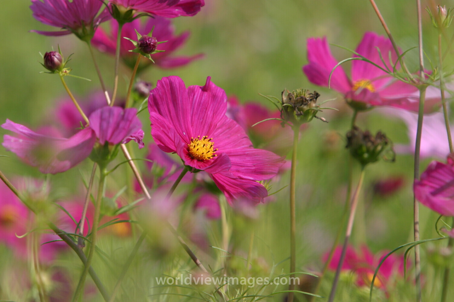 Floweres of the World