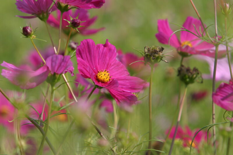 Floweres of the World — Flowers, nature, scenic, flora