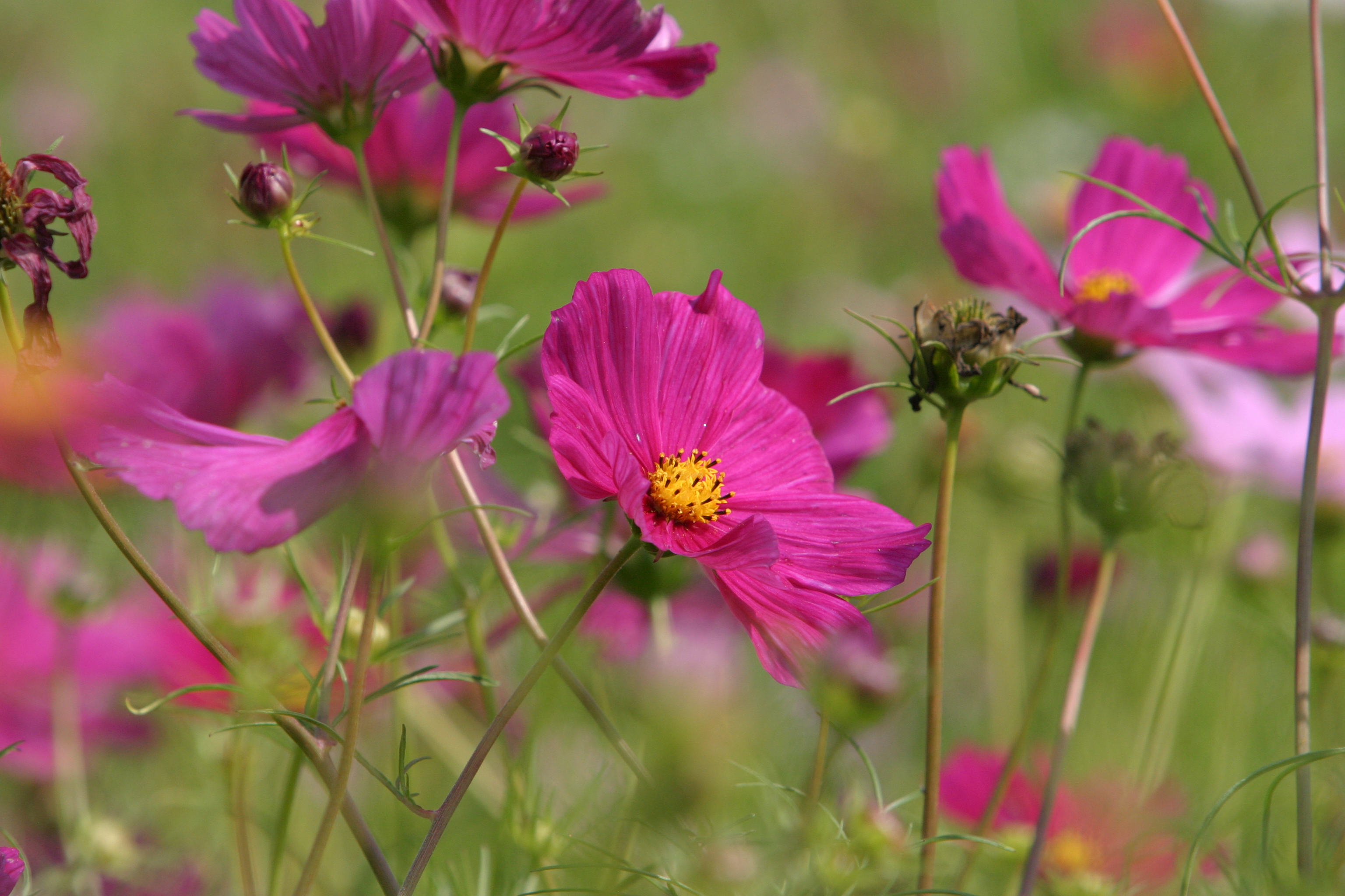 Floweres of the World