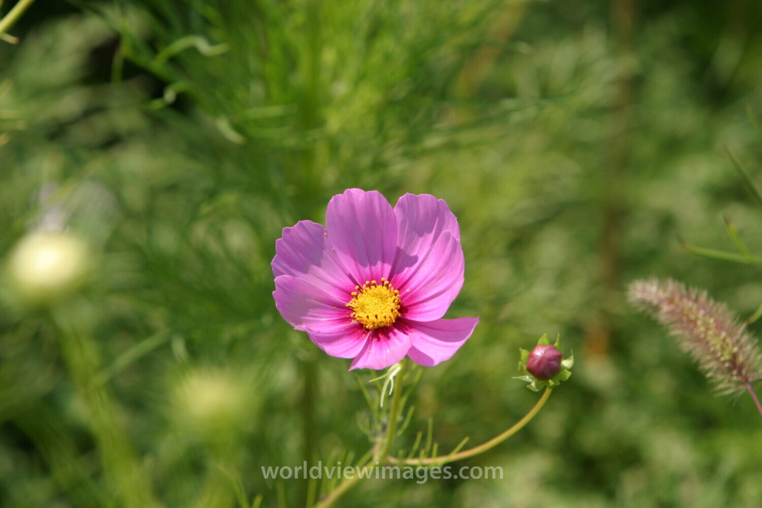 Floweres of the World