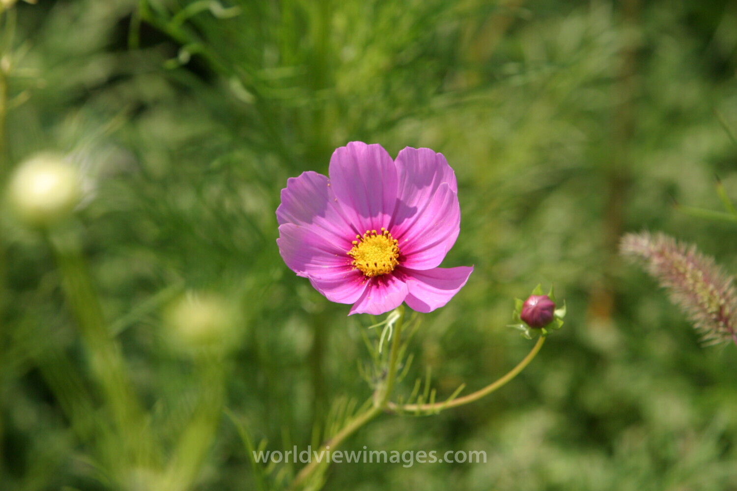 Floweres of the World