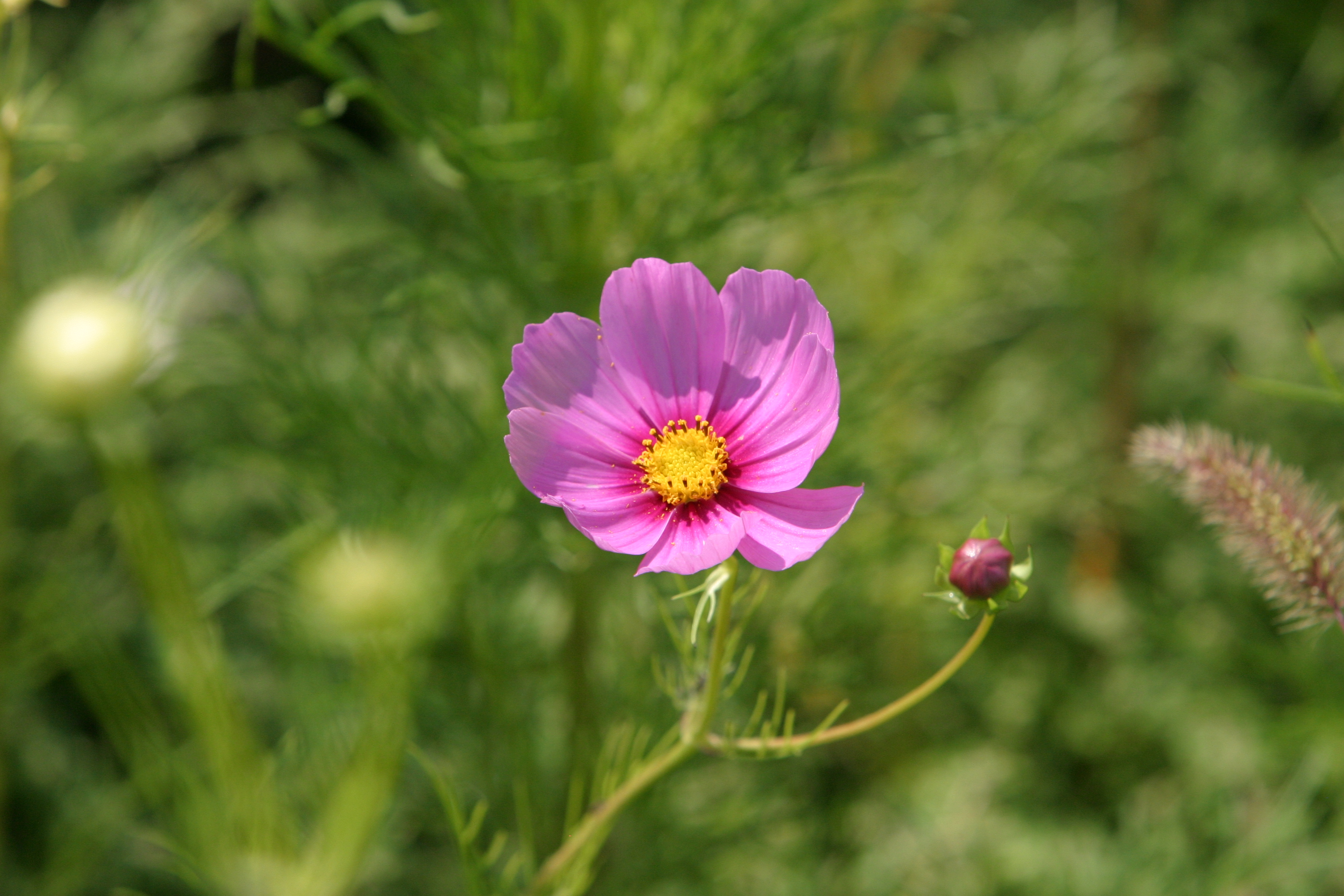 Floweres of the World