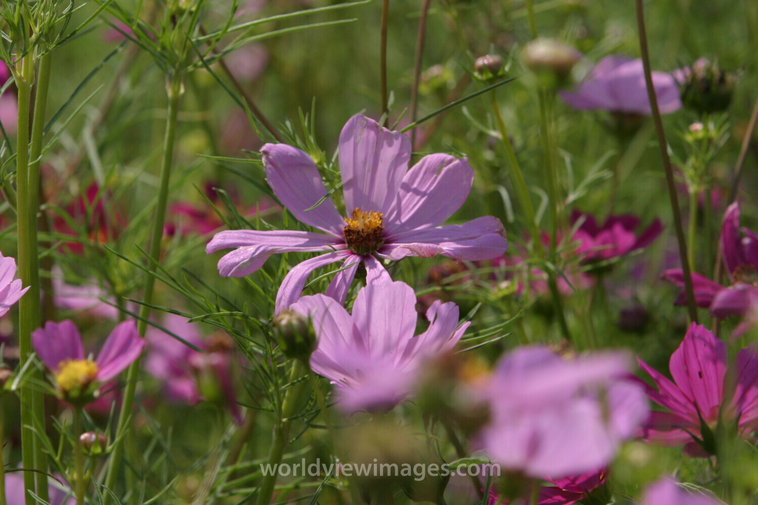 Floweres of the World