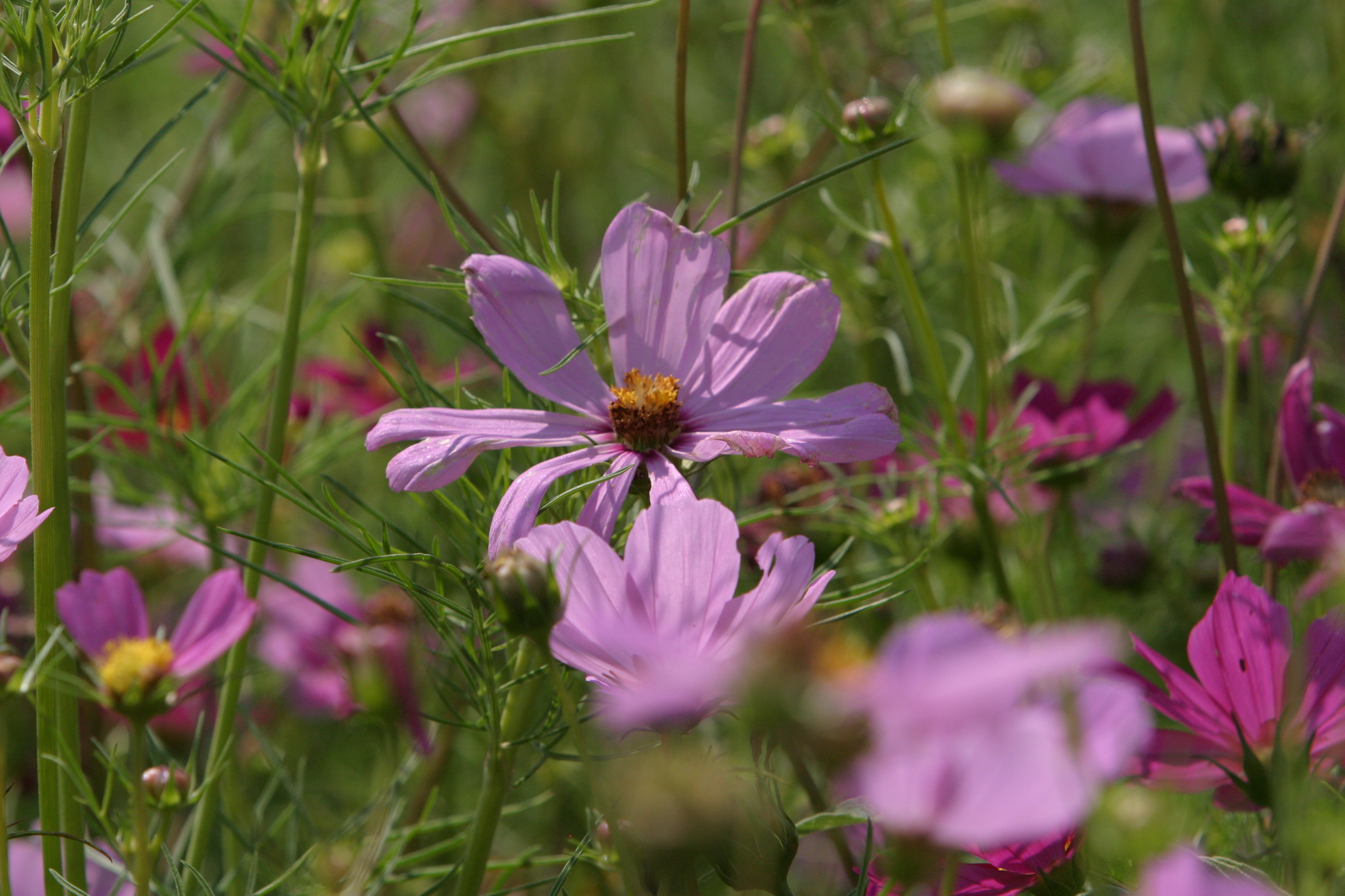 Floweres of the World