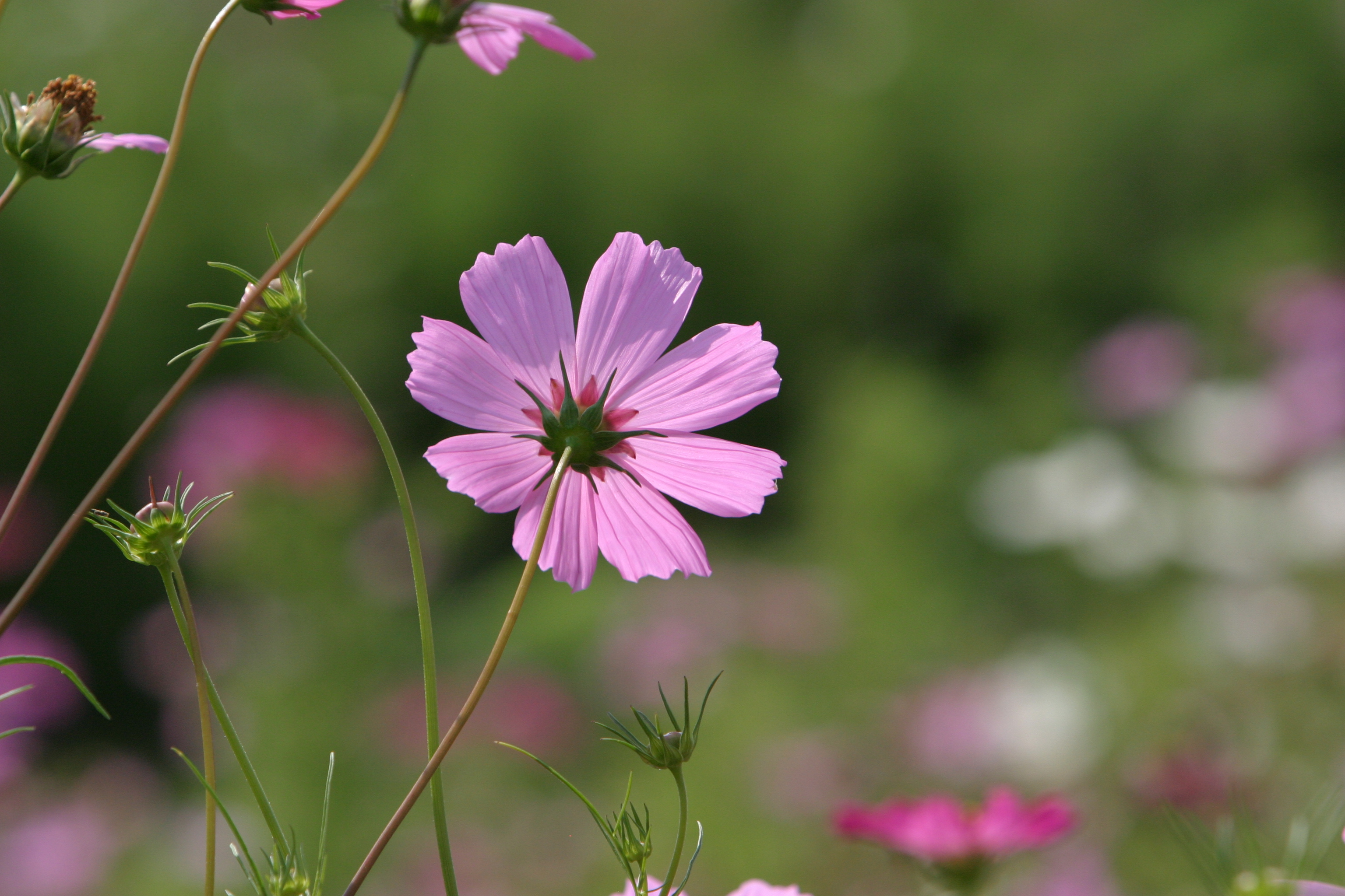 Floweres of the World