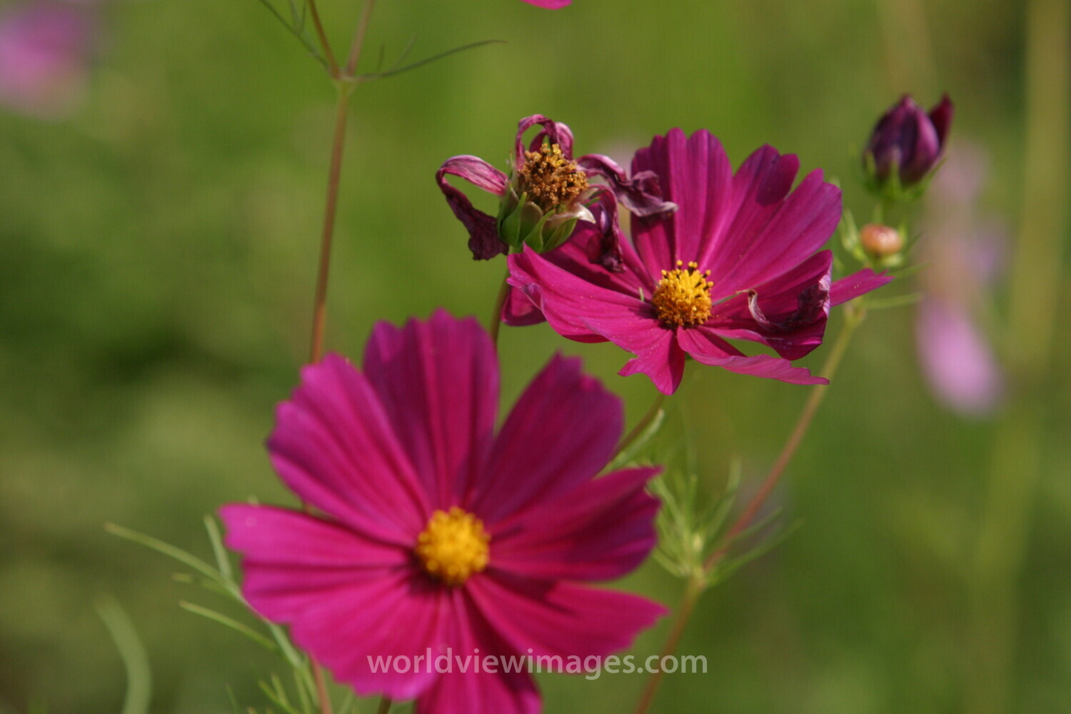 Floweres of the World