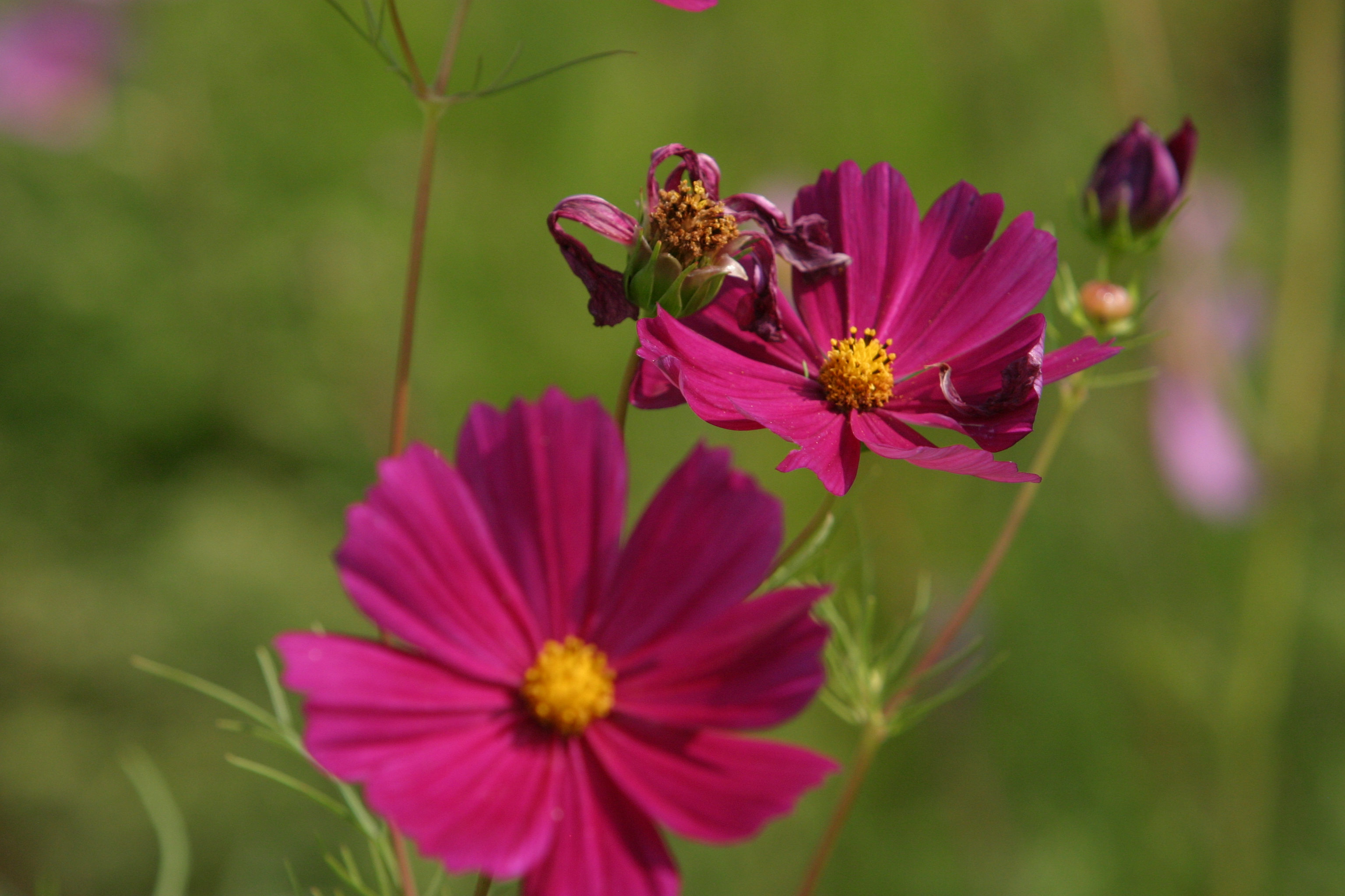 Floweres of the World