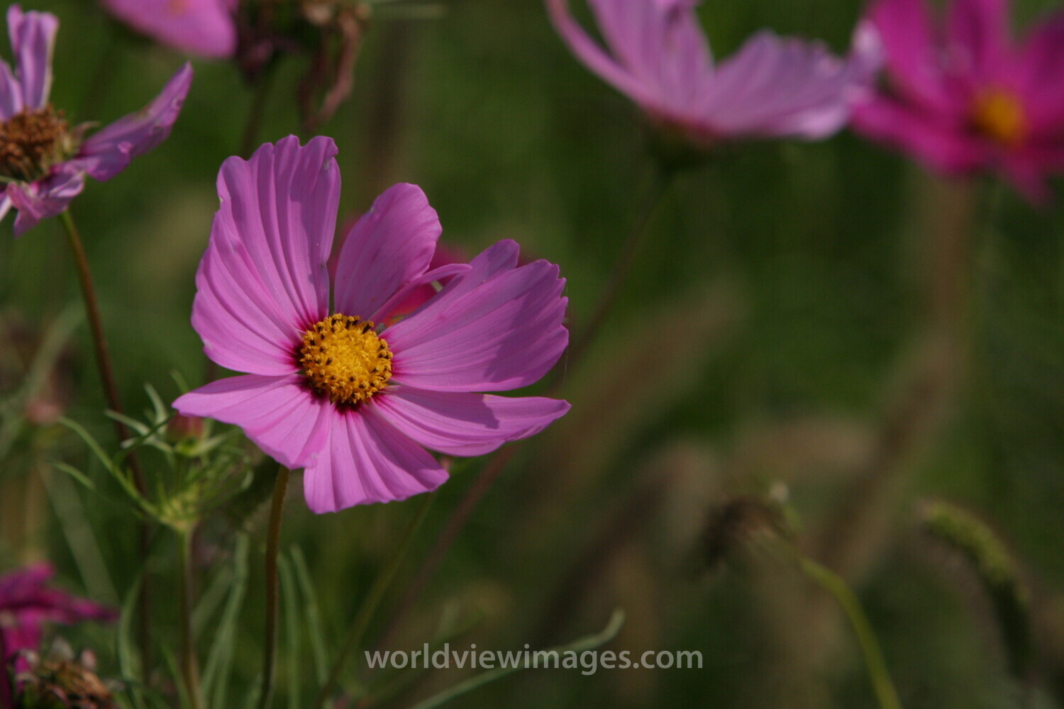 Floweres of the World