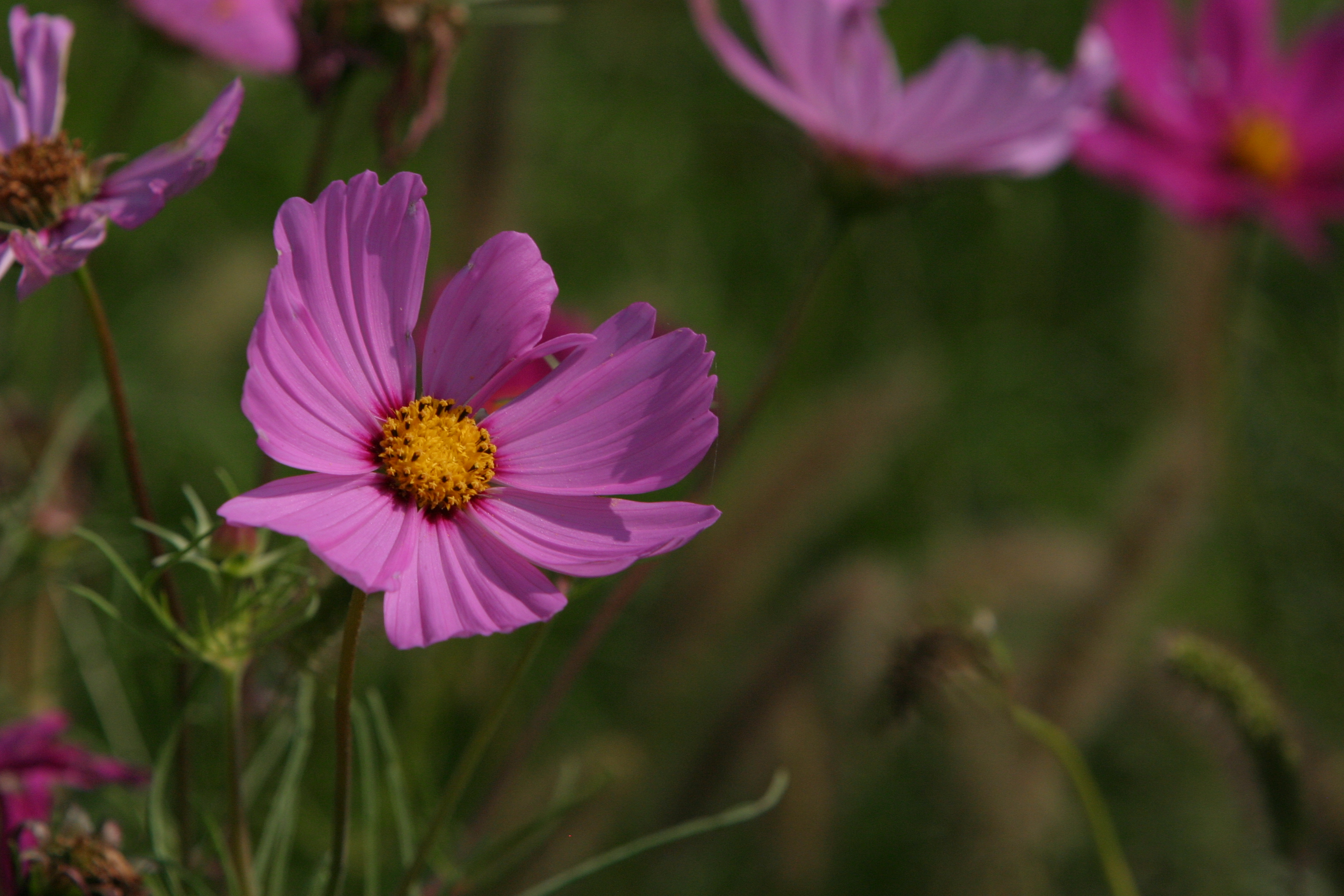 Floweres of the World