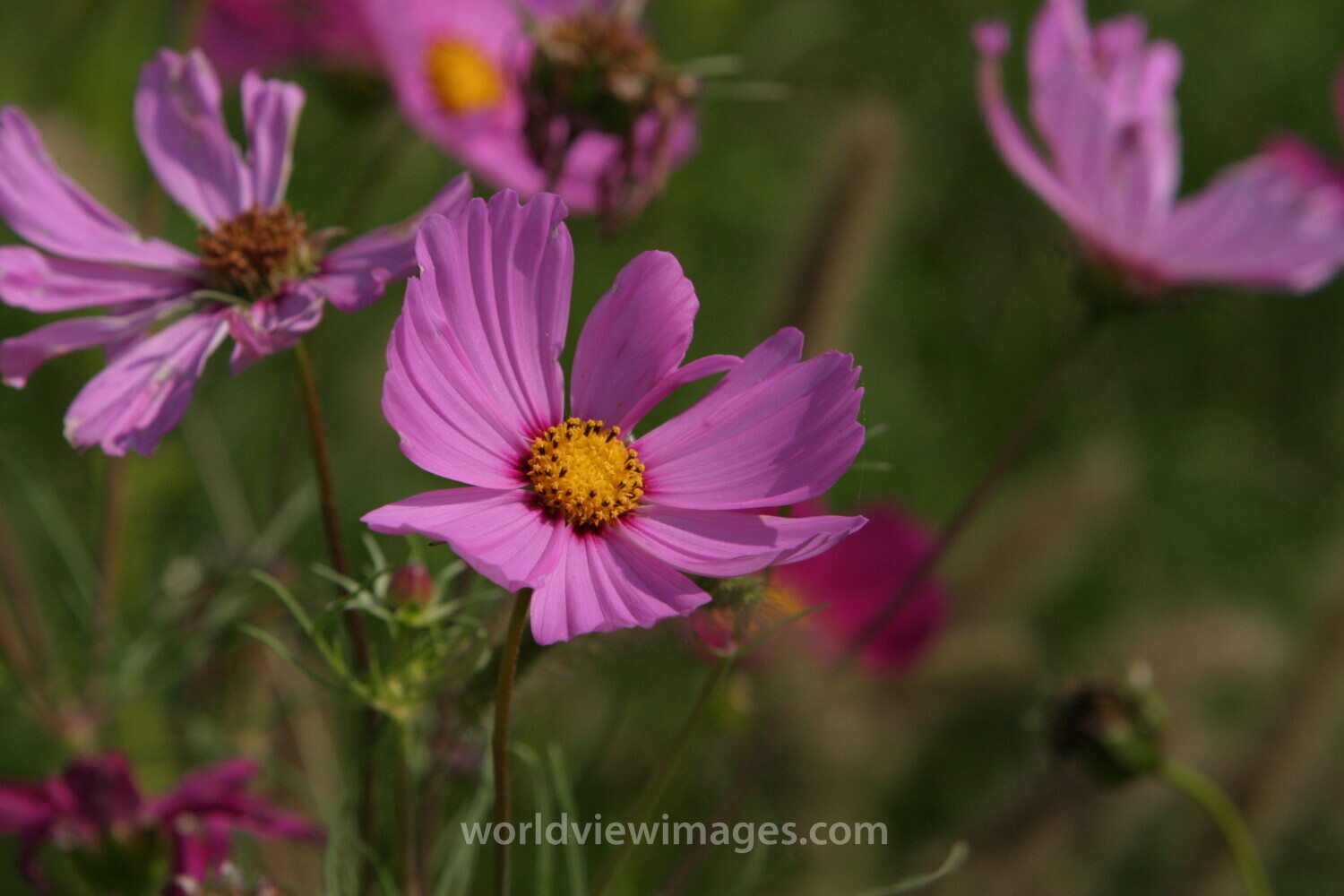 Floweres of the World