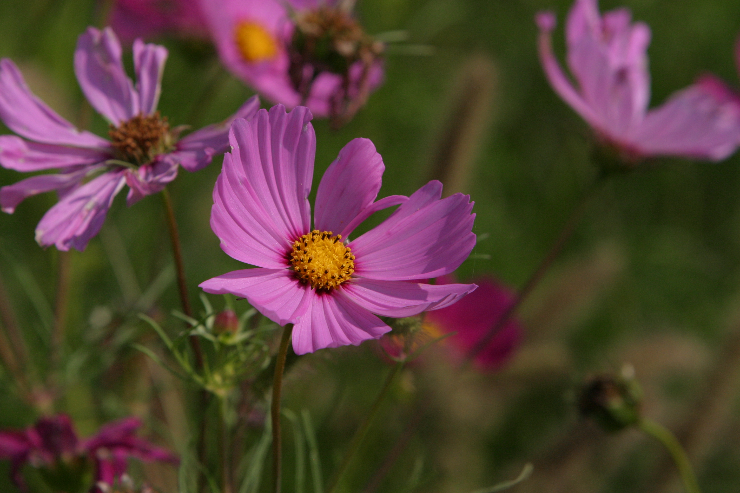 Floweres of the World