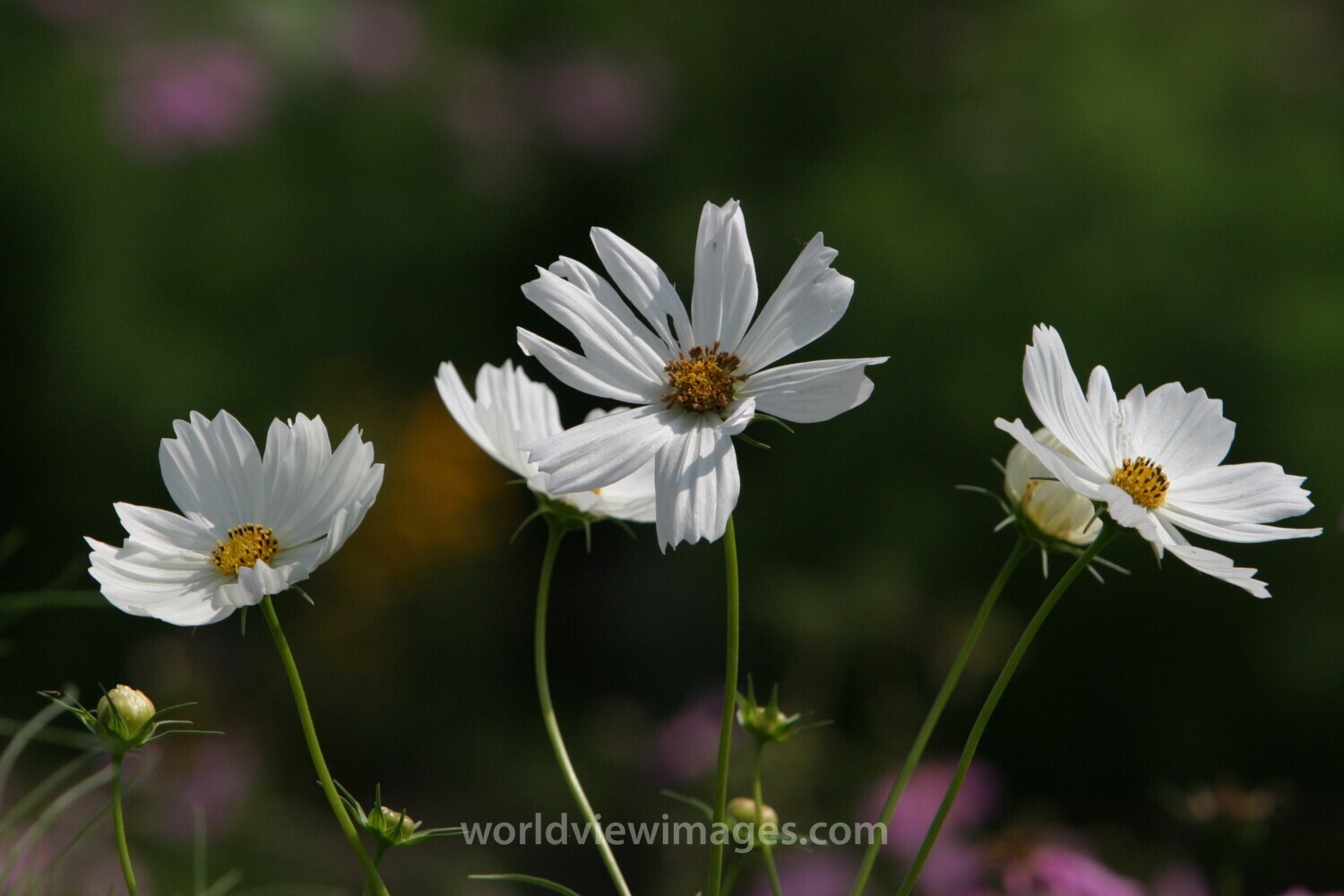 Floweres of the World