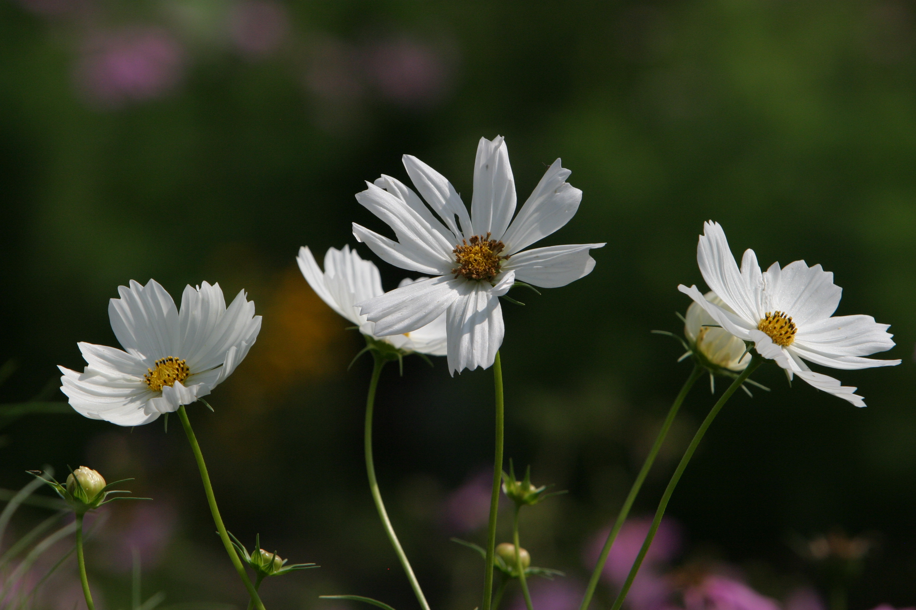 Floweres of the World