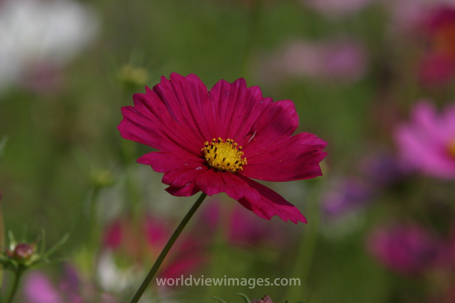 Floweres of the World