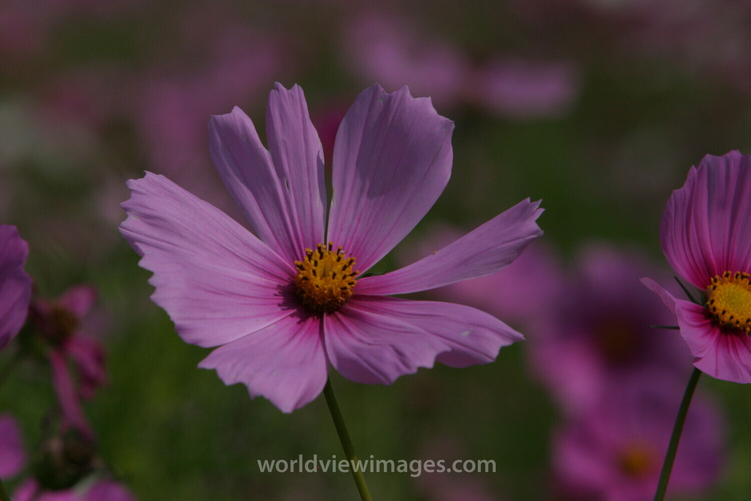 Floweres of the World