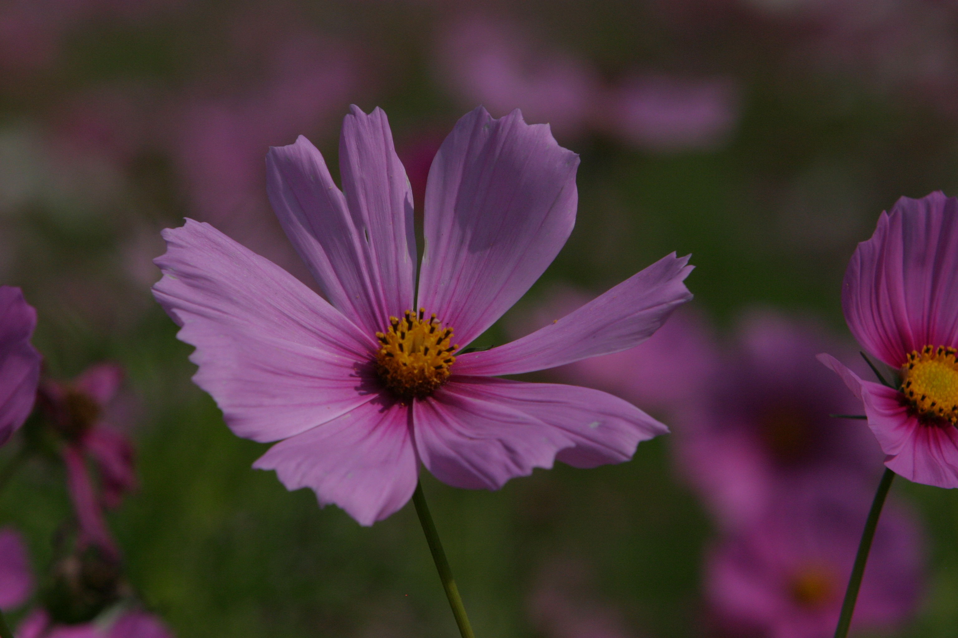 Floweres of the World