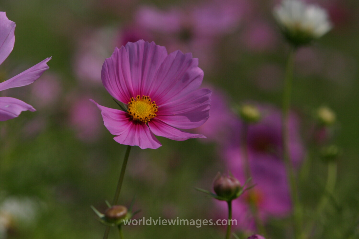 Floweres of the World