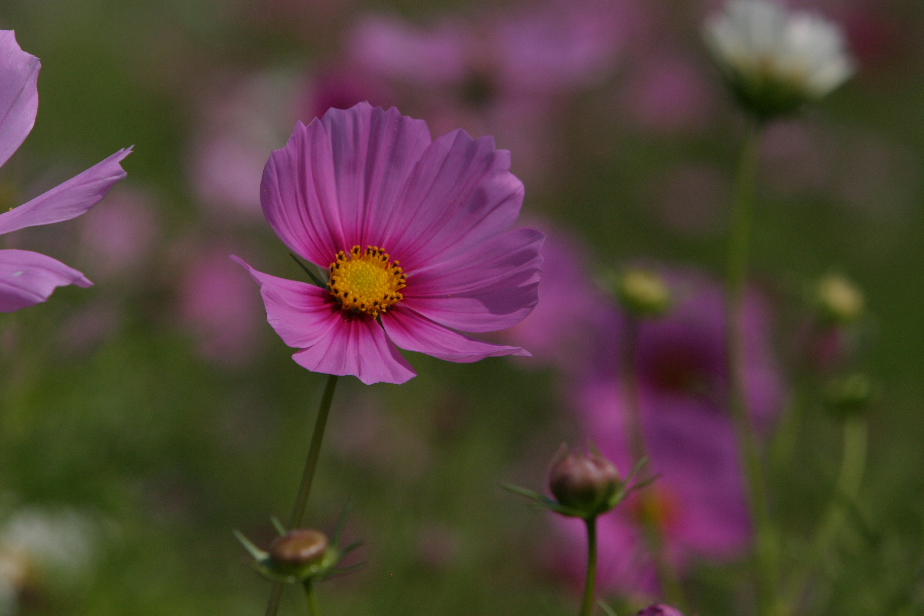 Floweres of the World
