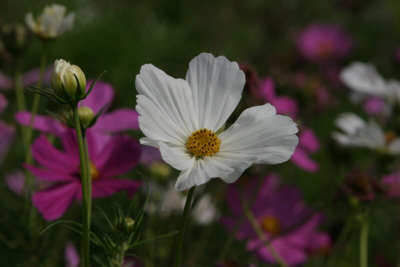 Floweres of the World — Flowers, nature, scenic, flora