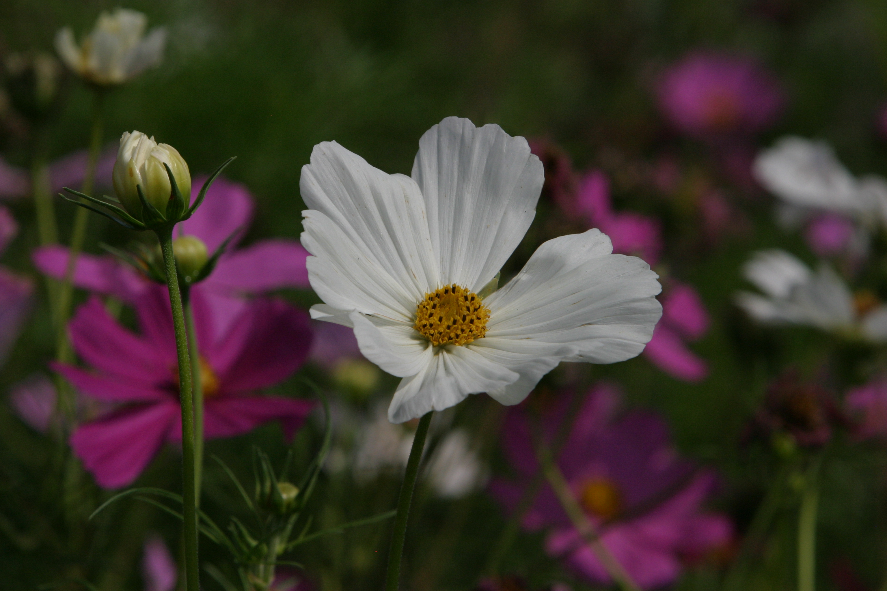 Floweres of the World