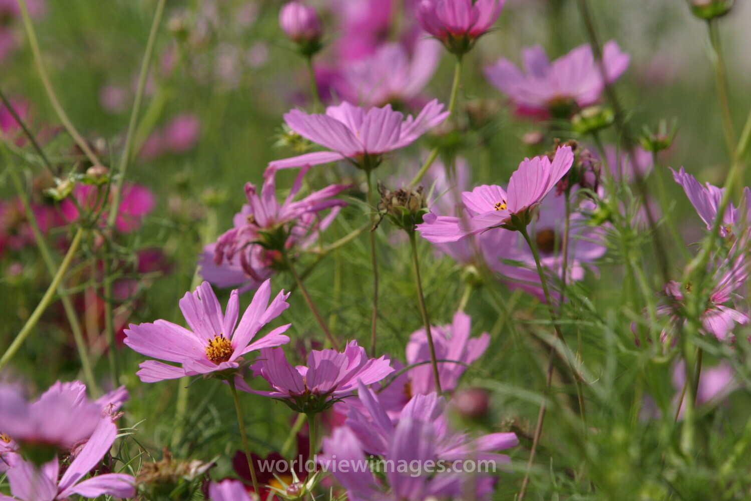 Floweres of the World